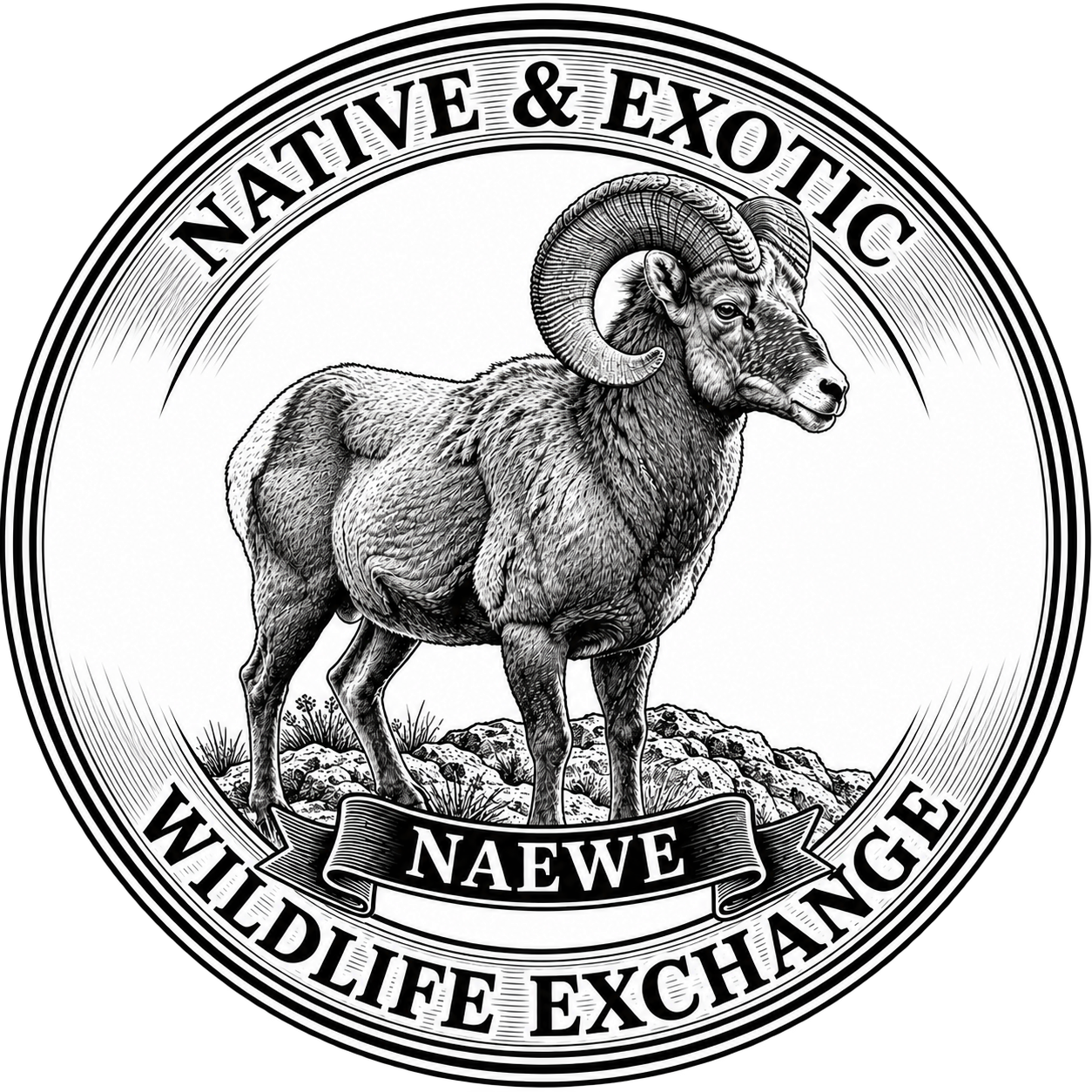 NAEWE Logo 6